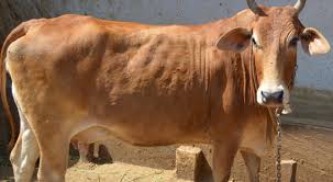 જાહેરાત